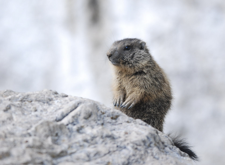 marmotta_093.jpg