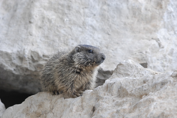 marmotta_094.jpg