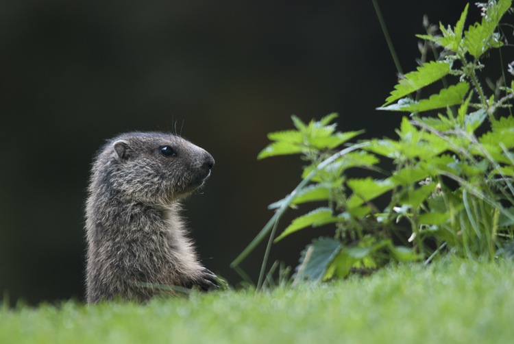 marmotta_095.jpg