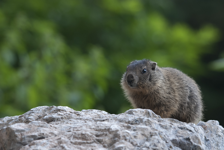 marmotta_096.jpg