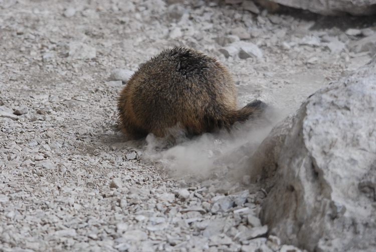 marmotta_097.jpg