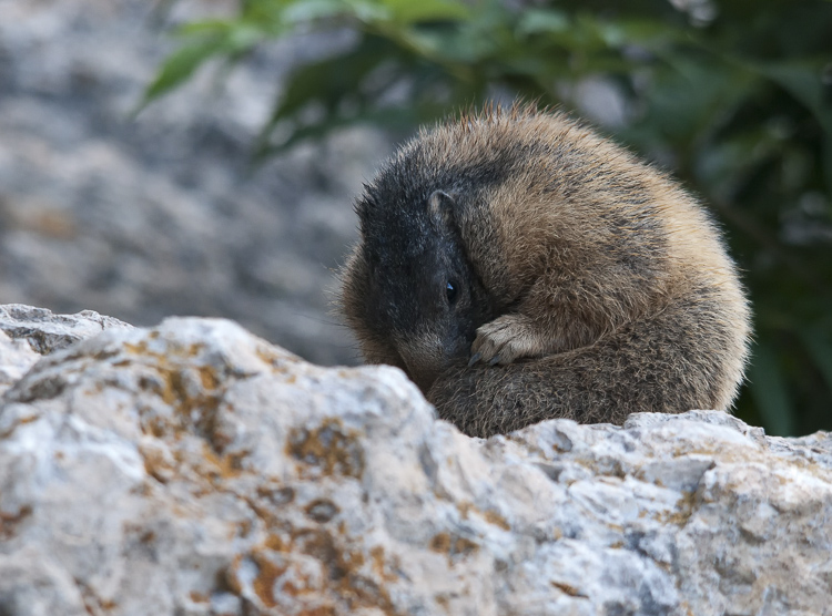 marmotta_098.jpg