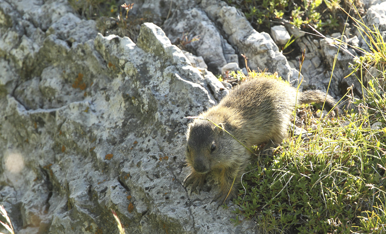 marmotta_100.jpg