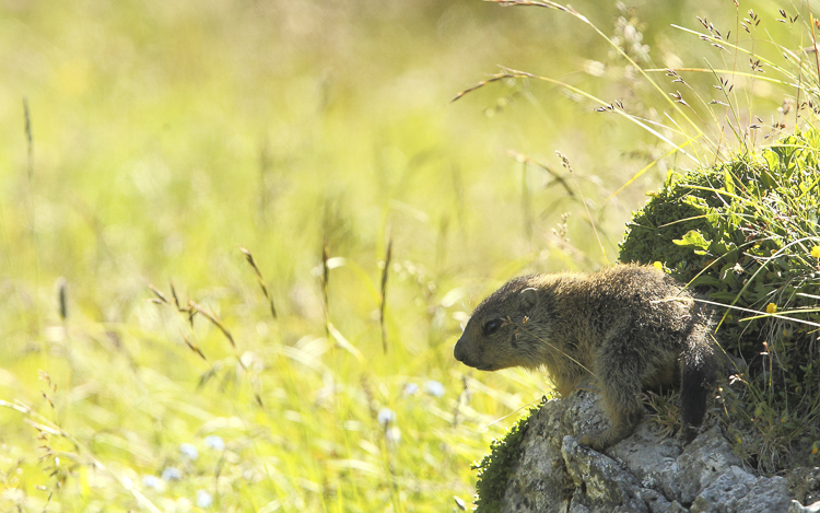 marmotta_101.jpg