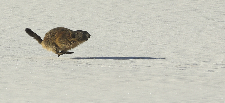 marmotta_102.jpg