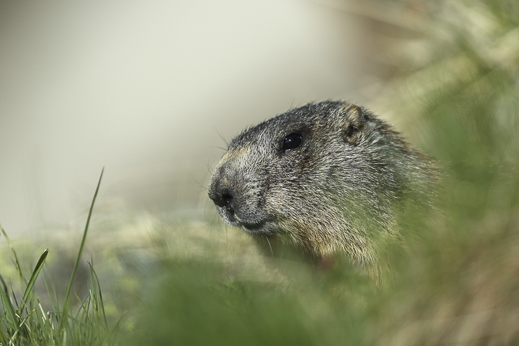 marmotta_103.jpg