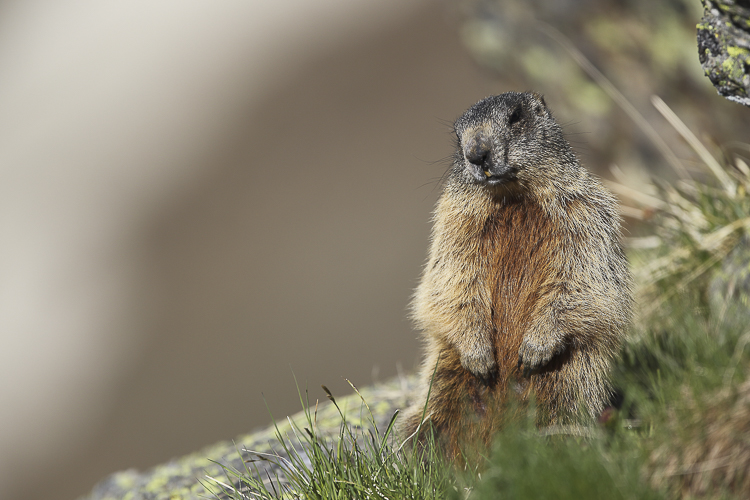 marmotta_104.jpg