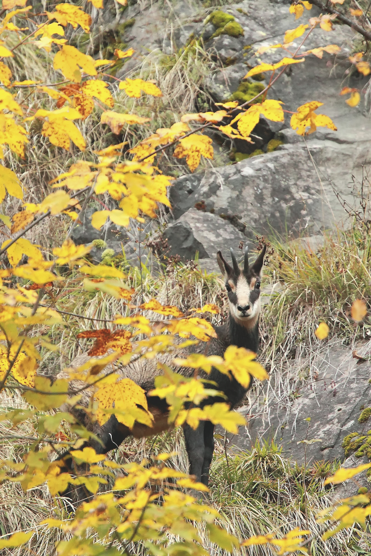 camoscio_065.jpg