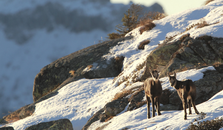 camoscio_066.jpg