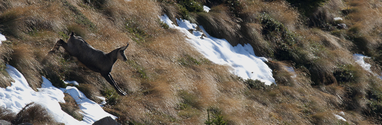 camoscio_082_001.jpg
