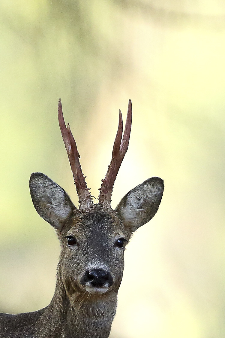 capriolo_012.jpg