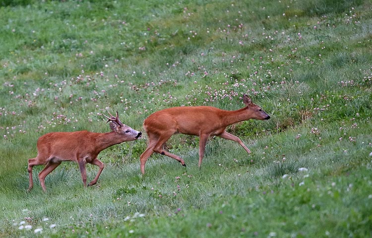 capriolo_030.jpg