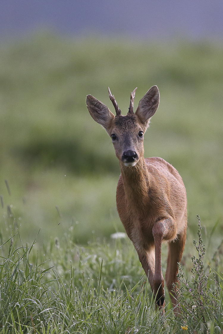 capriolo_035.jpg