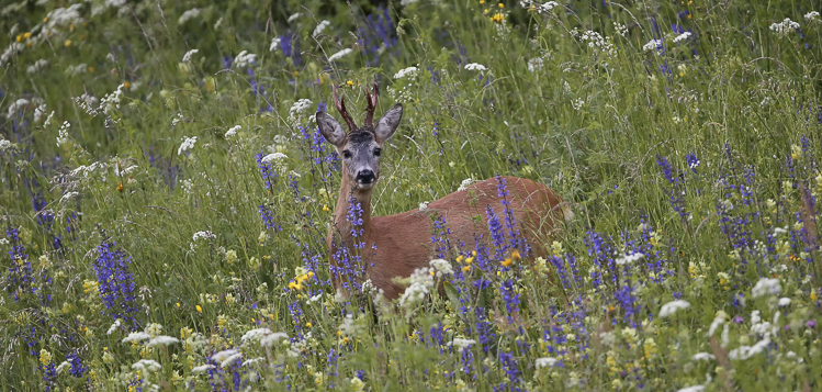 capriolo_044.jpg