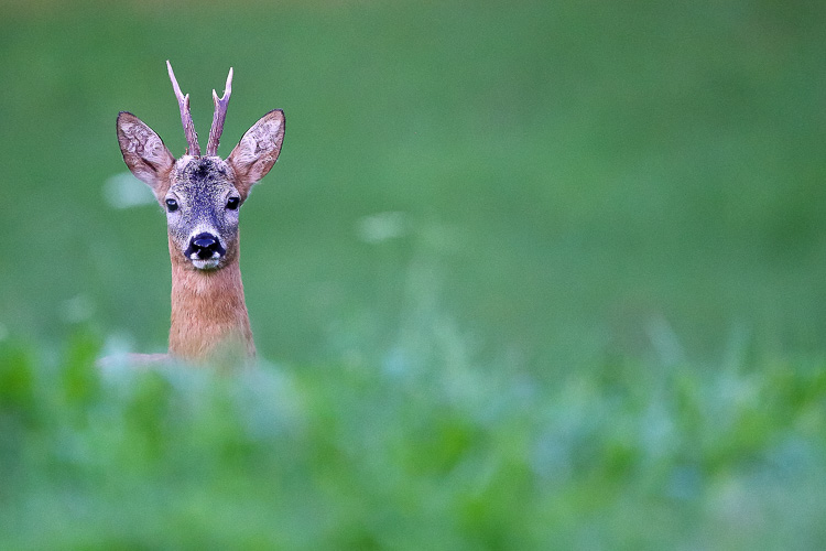 capriolo_054f.jpg