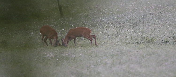 capriolo_055.jpg