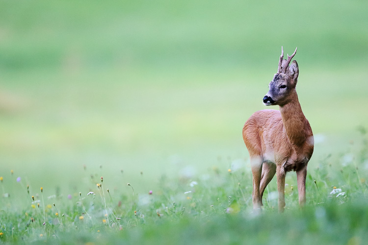capriolo_056a.jpg
