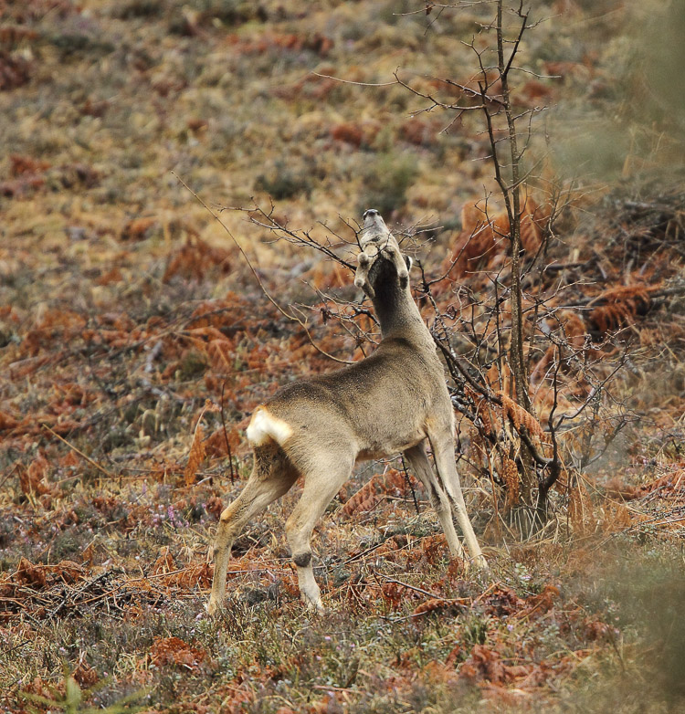 capriolo_067.jpg