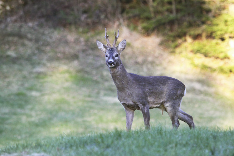 capriolo_092.jpg