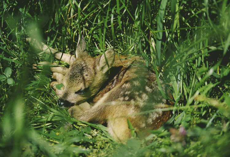 capriolo_095.jpg