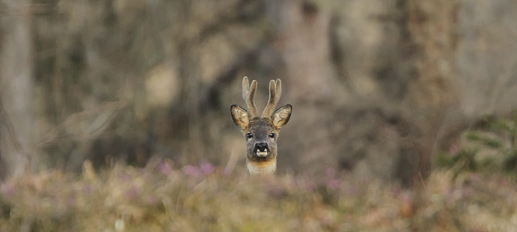 capriolo_101.jpg