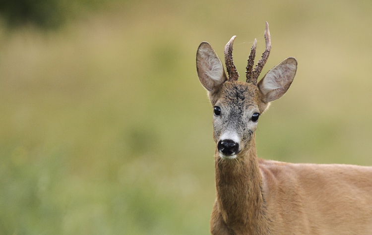 capriolo_103.jpg