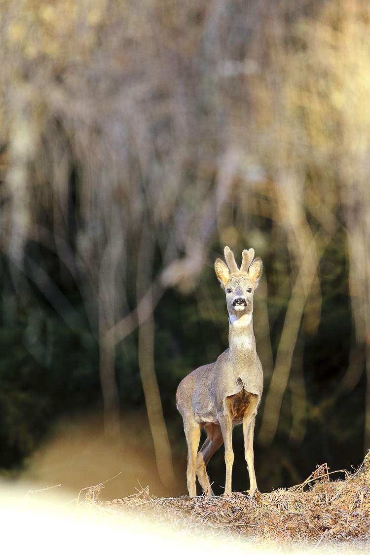 capriolo_108.jpg
