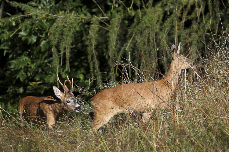 capriolo_comportamento_080.jpg