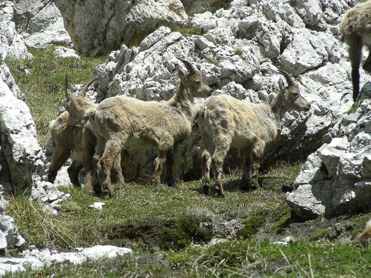 stambecco_097.jpg