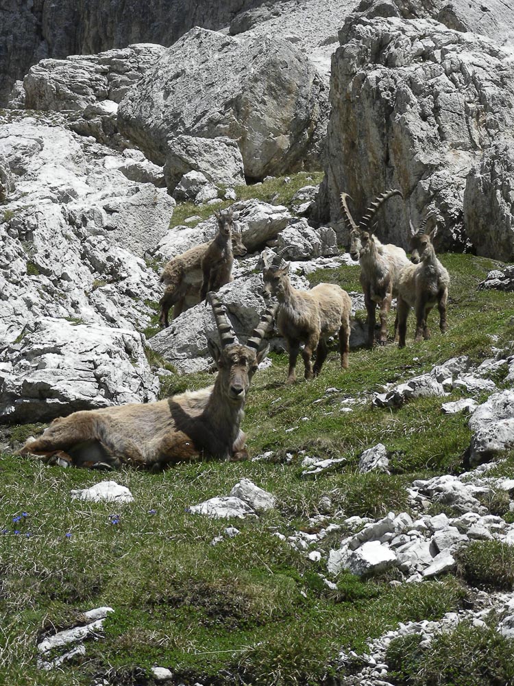 stambecco_098.jpg