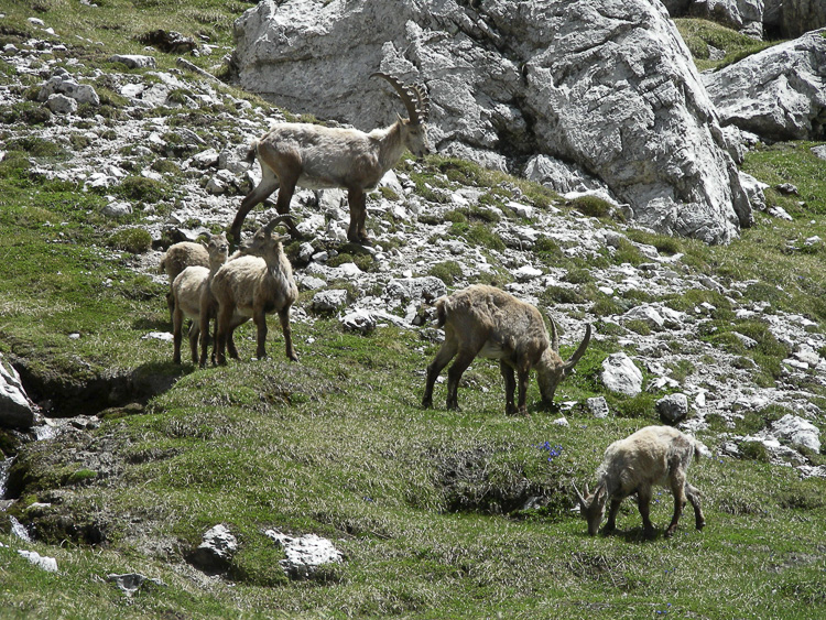 stambecco_099.jpg