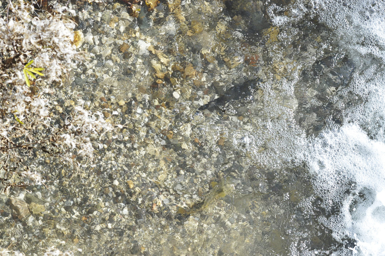trota_marmorata_100_001.jpg