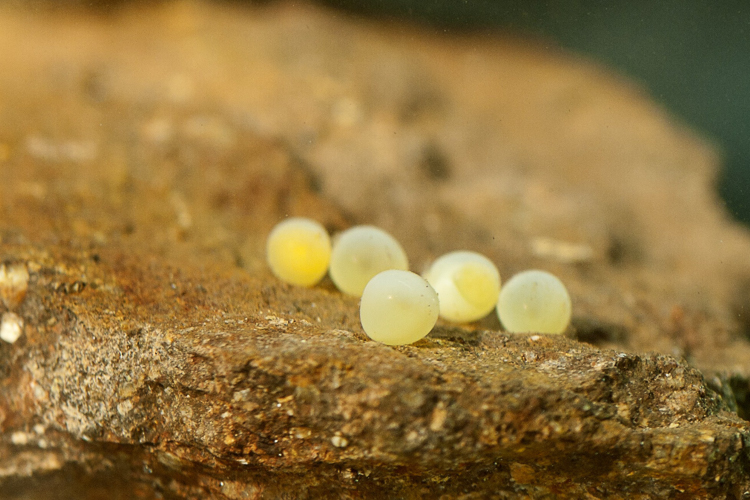 trota_marmorata_100_006.jpg