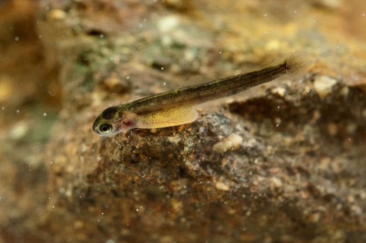 trota_marmorata_100_009.jpg