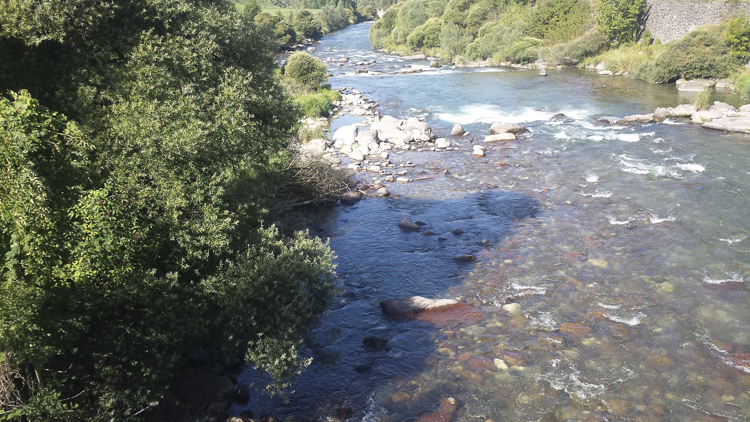 trota_marmorata_100_010.jpg