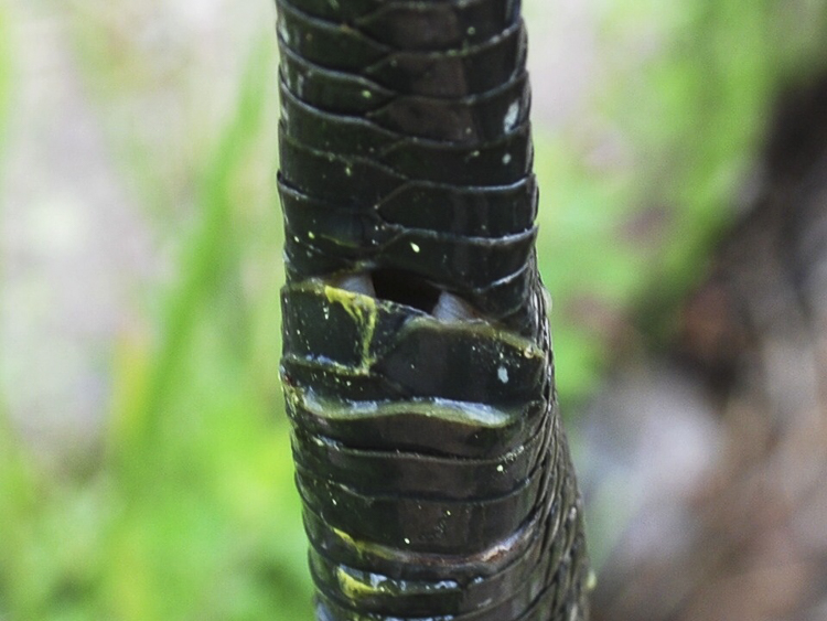biacco_101.jpg