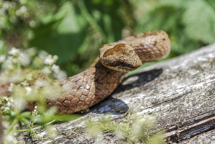 coronella_austriaca_095.jpg