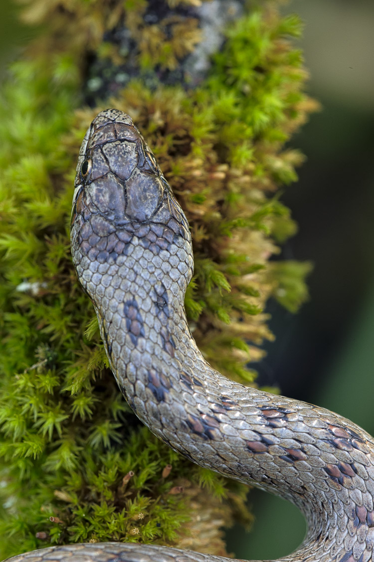 coronella_austriaca_098.jpg