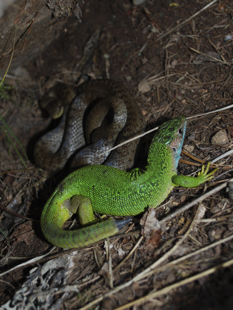 coronella_austriaca_098_001.jpg
