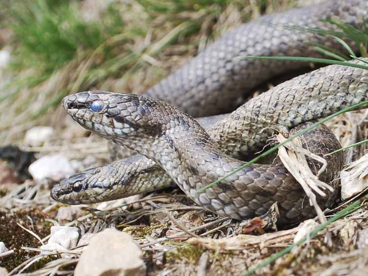 coronella_austriaca_099.jpg