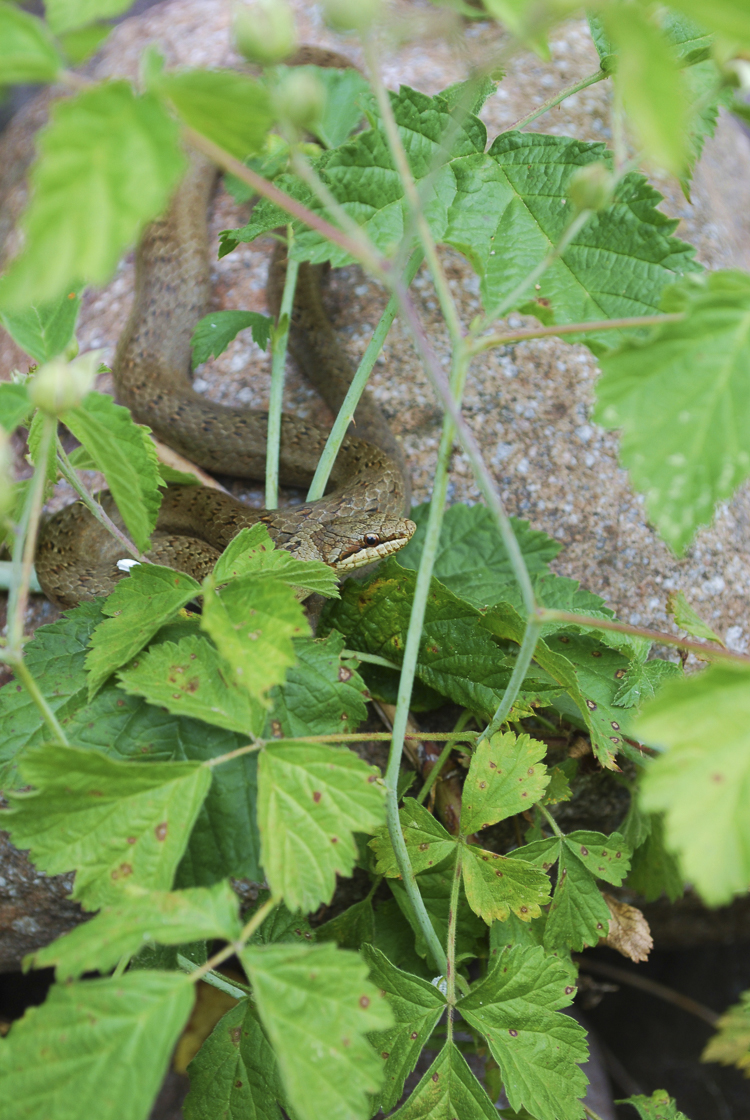 coronella_austriaca_099_001.jpg