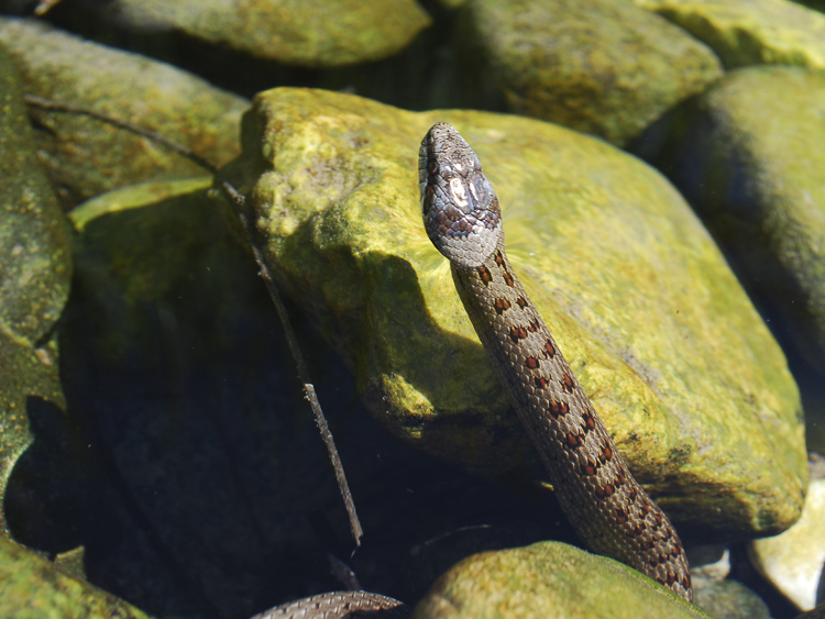 coronella_austriaca_099_002.jpg