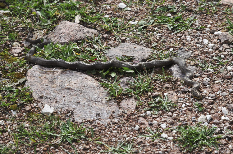 coronella_austriaca_101.jpg