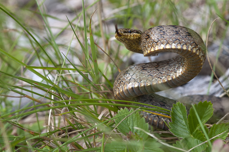 coronella_austriaca_102.jpg