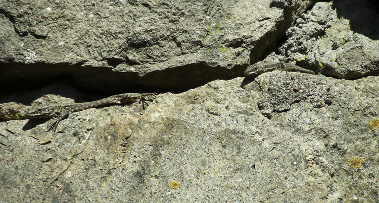 lucertola_dei_muri_102.jpg