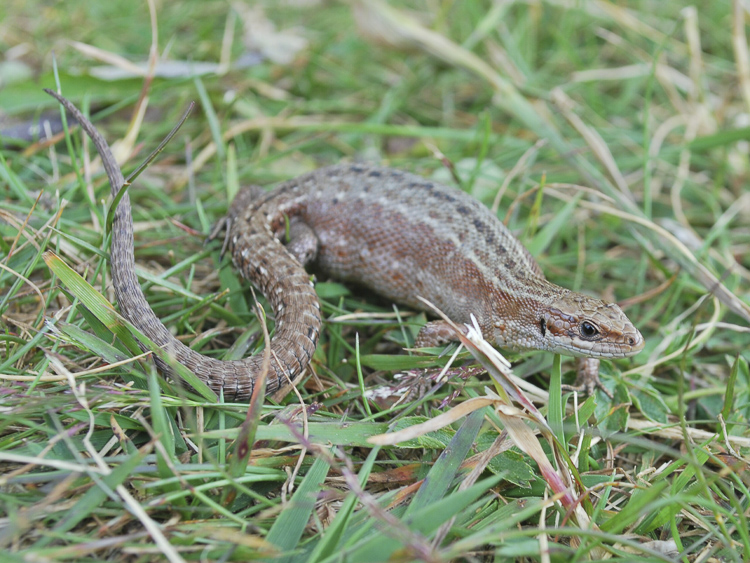 lucertola_vivipara_098a.jpg