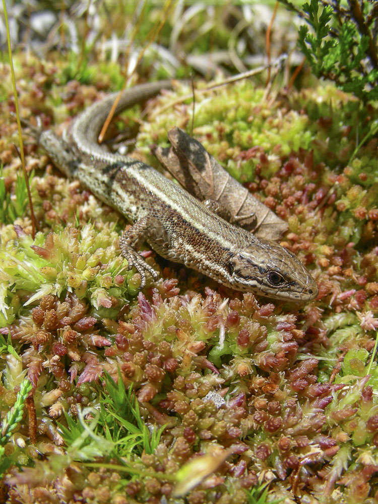 lucertola_vivipara_099.jpg