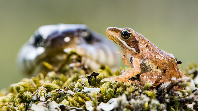 natrice_dal_collare_090_004.jpg