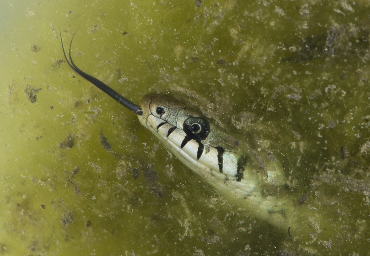 natrice_dal_collare_091b.jpg