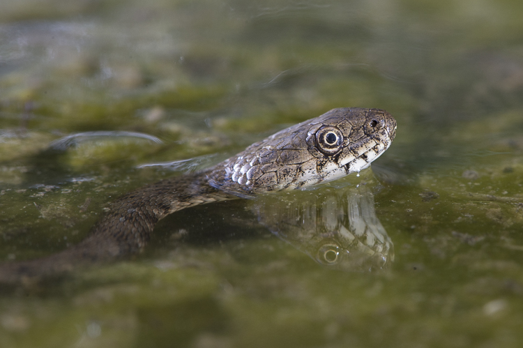 natrice_tassellata_091.jpg